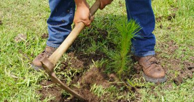 Crece 120% la reforestación en Áreas de Conservación de Michoacán; van 55 mil plantas