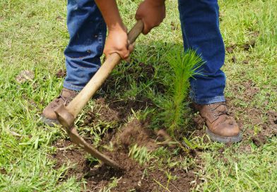 Crece 120% la reforestación en Áreas de Conservación de Michoacán; van 55 mil plantas