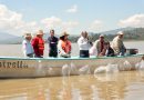 Suman 215 mil ejemplares de pez blanco liberados en el lago de Pátzcuaro