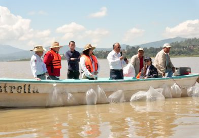 Suman 215 mil ejemplares de pez blanco liberados en el lago de Pátzcuaro