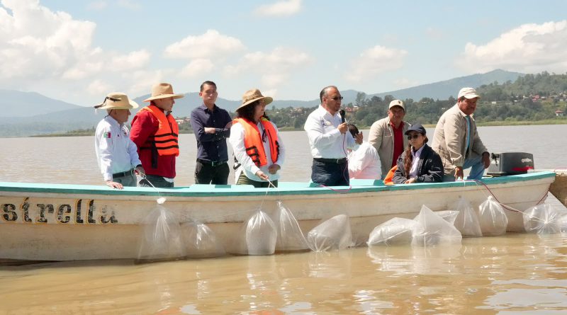 Suman 215 mil ejemplares de pez blanco liberados en el lago de Pátzcuaro