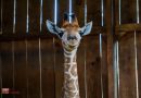 Nace una nueva jirafita en el Zoológico de Morelia