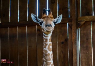 Nace una nueva jirafita en el Zoológico de Morelia