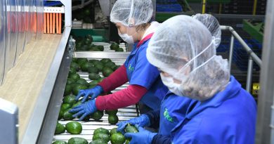 Certificado Laboral para la Agroexportación protege derechos de jornaleros del aguacate