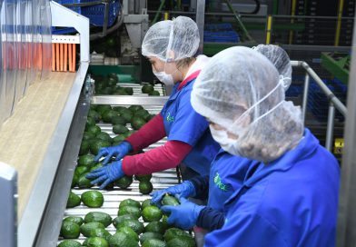 Certificado Laboral para la Agroexportación protege derechos de jornaleros del aguacate