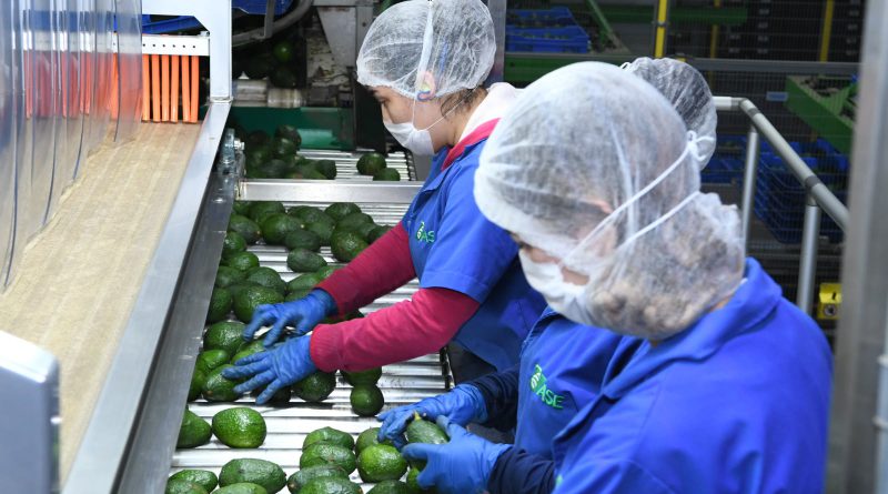 Certificado Laboral para la Agroexportación protege derechos de jornaleros del aguacate